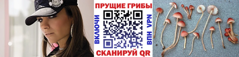 купить наркоту  Богородск  Галлюциногенные грибы Psilocybine cubensis 